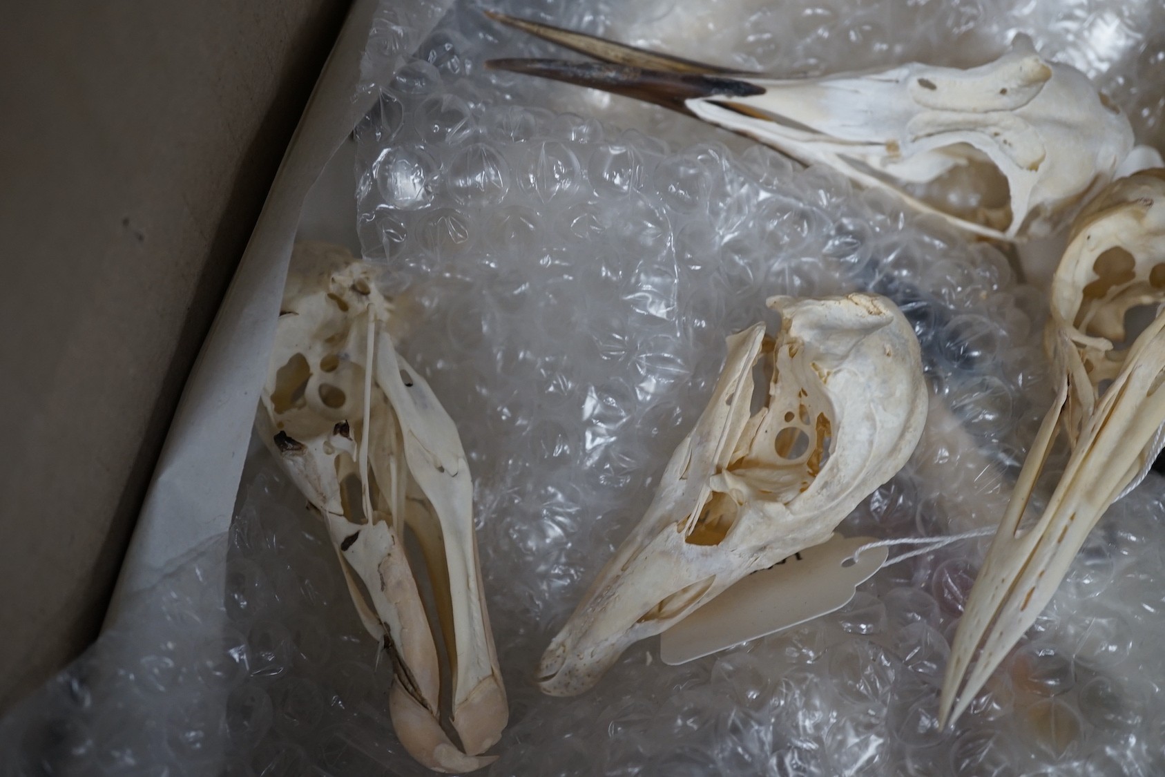 Bird anatomy- a collection of bird skulls, the largest 18 cm